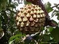 Annona crassiflora